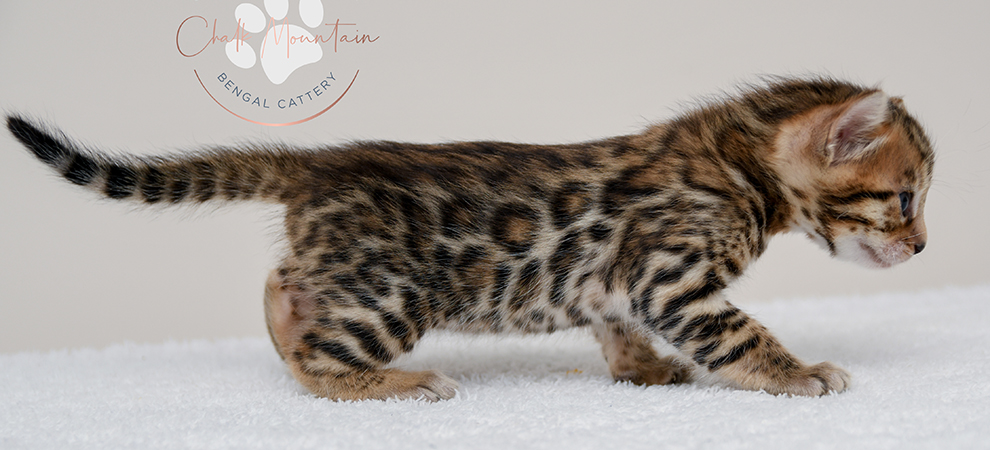 Bengal kitten for sale